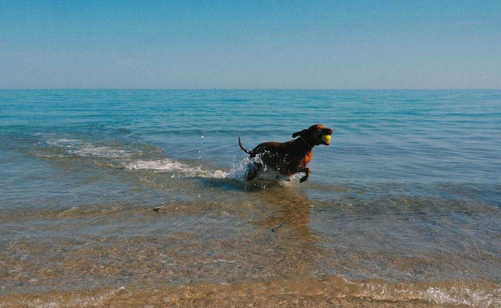 WHAT'S HOME WITHOUT YOUR FURRY FRIEND?